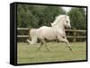 Palomino Welsh Pony Stallion Galloping in Paddock, Fort Collins, Colorado, USA-Carol Walker-Framed Stretched Canvas