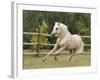 Palomino Welsh Pony Stallion Galloping in Paddock, Fort Collins, Colorado, USA-Carol Walker-Framed Photographic Print