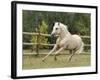 Palomino Welsh Pony Stallion Galloping in Paddock, Fort Collins, Colorado, USA-Carol Walker-Framed Photographic Print