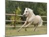 Palomino Welsh Pony Stallion Galloping in Paddock, Fort Collins, Colorado, USA-Carol Walker-Mounted Photographic Print