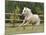 Palomino Welsh Pony Stallion Galloping in Paddock, Fort Collins, Colorado, USA-Carol Walker-Mounted Photographic Print