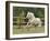 Palomino Welsh Pony Stallion Galloping in Paddock, Fort Collins, Colorado, USA-Carol Walker-Framed Photographic Print