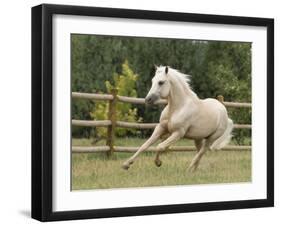 Palomino Welsh Pony Stallion Galloping in Paddock, Fort Collins, Colorado, USA-Carol Walker-Framed Photographic Print