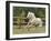 Palomino Welsh Pony Stallion Galloping in Paddock, Fort Collins, Colorado, USA-Carol Walker-Framed Photographic Print