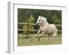 Palomino Welsh Pony Stallion Galloping in Paddock, Fort Collins, Colorado, USA-Carol Walker-Framed Photographic Print