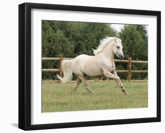 Palomino Welsh Pony Stallion Galloping in Paddock, Fort Collins, Colorado, USA-Carol Walker-Framed Photographic Print