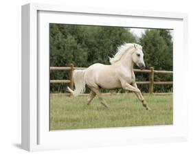 Palomino Welsh Pony Stallion Galloping in Paddock, Fort Collins, Colorado, USA-Carol Walker-Framed Photographic Print