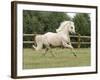 Palomino Welsh Pony Stallion Galloping in Paddock, Fort Collins, Colorado, USA-Carol Walker-Framed Photographic Print