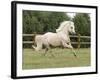 Palomino Welsh Pony Stallion Galloping in Paddock, Fort Collins, Colorado, USA-Carol Walker-Framed Photographic Print