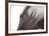 Palomino-Chris Dunker-Framed Giclee Print