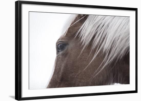 Palomino-Chris Dunker-Framed Giclee Print