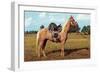 Palomino-null-Framed Art Print