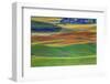 Palouse Area of Eastern Washington, USA-Stuart Westmorland-Framed Photographic Print