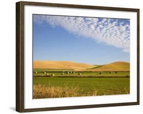 Palouse Farmland, Whitman County, Washington, USA-Jamie & Judy Wild-Framed Photographic Print