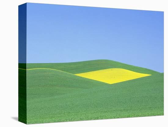 Palouse Hills in Growing Season-Terry Eggers-Stretched Canvas