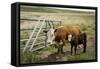 Palouse, Snake River Expedition, Pioneer Stock Farm, Cows at Pasture Gate-Alison Jones-Framed Stretched Canvas