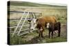 Palouse, Snake River Expedition, Pioneer Stock Farm, Cows at Pasture Gate-Alison Jones-Stretched Canvas