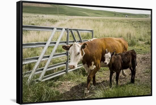 Palouse, Snake River Expedition, Pioneer Stock Farm, Cows at Pasture Gate-Alison Jones-Framed Stretched Canvas