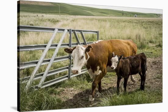 Palouse, Snake River Expedition, Pioneer Stock Farm, Cows at Pasture Gate-Alison Jones-Stretched Canvas