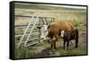 Palouse, Snake River Expedition, Pioneer Stock Farm, Cows at Pasture Gate-Alison Jones-Framed Stretched Canvas