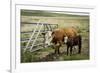 Palouse, Snake River Expedition, Pioneer Stock Farm, Cows at Pasture Gate-Alison Jones-Framed Photographic Print