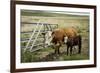 Palouse, Snake River Expedition, Pioneer Stock Farm, Cows at Pasture Gate-Alison Jones-Framed Photographic Print