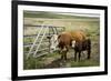 Palouse, Snake River Expedition, Pioneer Stock Farm, Cows at Pasture Gate-Alison Jones-Framed Photographic Print