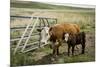 Palouse, Snake River Expedition, Pioneer Stock Farm, Cows at Pasture Gate-Alison Jones-Mounted Photographic Print