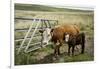 Palouse, Snake River Expedition, Pioneer Stock Farm, Cows at Pasture Gate-Alison Jones-Framed Photographic Print