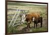 Palouse, Snake River Expedition, Pioneer Stock Farm, Cows at Pasture Gate-Alison Jones-Framed Photographic Print