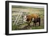 Palouse, Snake River Expedition, Pioneer Stock Farm, Cows at Pasture Gate-Alison Jones-Framed Photographic Print