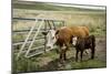 Palouse, Snake River Expedition, Pioneer Stock Farm, Cows at Pasture Gate-Alison Jones-Mounted Photographic Print