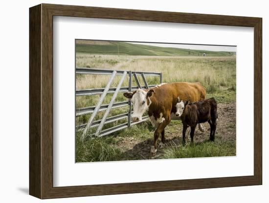 Palouse, Snake River Expedition, Pioneer Stock Farm, Cows at Pasture Gate-Alison Jones-Framed Photographic Print