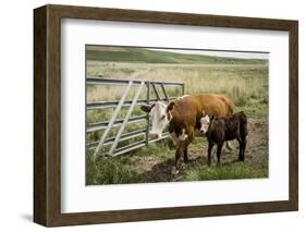 Palouse, Snake River Expedition, Pioneer Stock Farm, Cows at Pasture Gate-Alison Jones-Framed Photographic Print