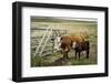 Palouse, Snake River Expedition, Pioneer Stock Farm, Cows at Pasture Gate-Alison Jones-Framed Photographic Print