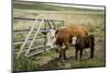 Palouse, Snake River Expedition, Pioneer Stock Farm, Cows at Pasture Gate-Alison Jones-Mounted Photographic Print