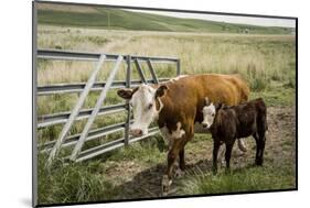 Palouse, Snake River Expedition, Pioneer Stock Farm, Cows at Pasture Gate-Alison Jones-Mounted Photographic Print