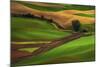 Palouse, Steptoe Butte, Agriculture Patterns, Whitman County, Washington, USA-Michel Hersen-Mounted Photographic Print