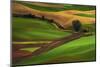 Palouse, Steptoe Butte, Agriculture Patterns, Whitman County, Washington, USA-Michel Hersen-Mounted Photographic Print