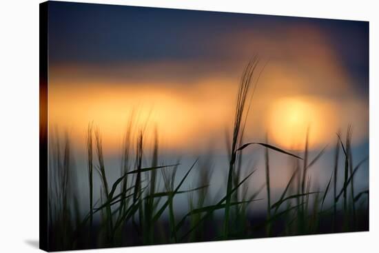 Palouse Sundown-Ursula Abresch-Stretched Canvas