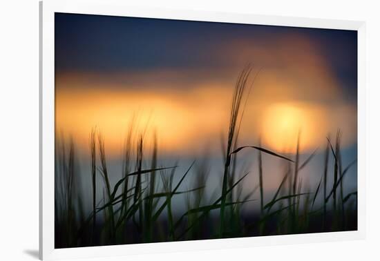 Palouse Sundown-Ursula Abresch-Framed Photographic Print