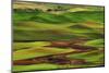 Palouse View from Steptoe Butte of Agriculture Cultivation Patterns, Washington, USA-Michel Hersen-Mounted Photographic Print