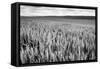 Palouse Wheat Field, Washington-James White-Framed Stretched Canvas