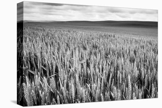 Palouse Wheat Field, Washington-James White-Stretched Canvas