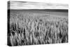 Palouse Wheat Field, Washington-James White-Stretched Canvas