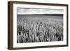 Palouse Wheat Field, Washington-James White-Framed Photographic Print