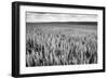 Palouse Wheat Field, Washington-James White-Framed Photographic Print