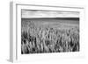 Palouse Wheat Field, Washington-James White-Framed Photographic Print