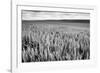 Palouse Wheat Field, Washington-James White-Framed Photographic Print