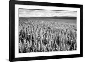 Palouse Wheat Field, Washington-James White-Framed Photographic Print